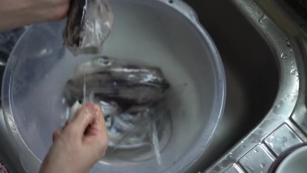 Prendere Mano Osso Calamaro Dal Corpo Preparare Frutti Mare — Video Stock