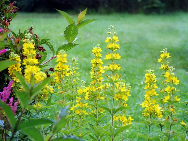 Gul blomma — Stockfoto