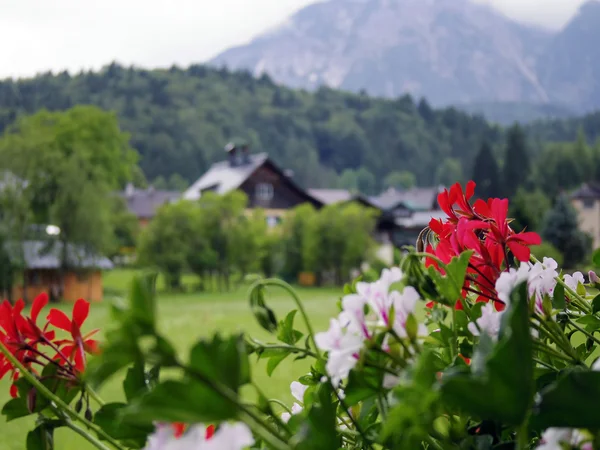 Suiza casa de madera con flor —  Fotos de Stock