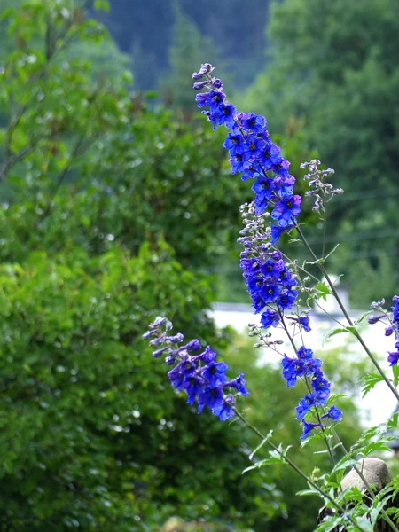 Purple flower on nature background — Stock Photo, Image