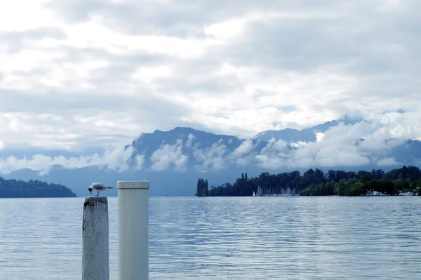 Gabbiano sul palo bianco al lago — Foto Stock