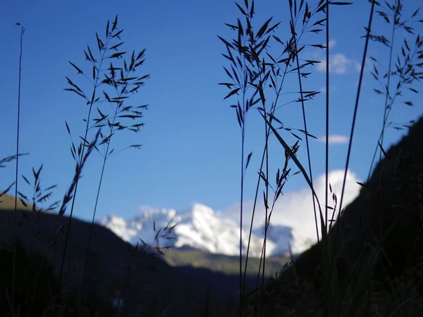Alpler ile çim çayır açık — Stok fotoğraf