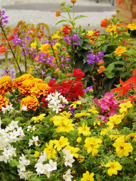 Färgglada blommor bakgrund — Stockfoto