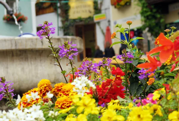 色とりどりの花の背景 — ストック写真