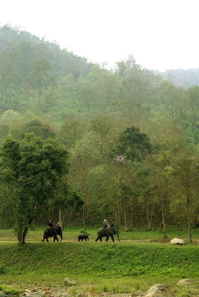 Elefante montando con fondo de montaña — Foto de Stock