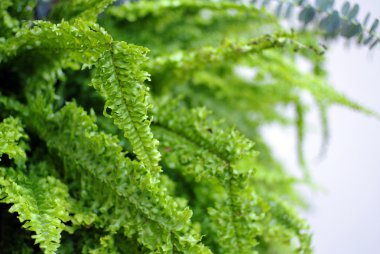 eğreltiotu arka plan