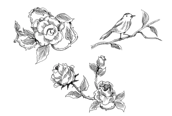Vintage rose and bird drawing — Stock Photo, Image