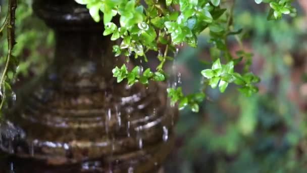 Su cascade yeşil yaprakları düşer. — Stok video