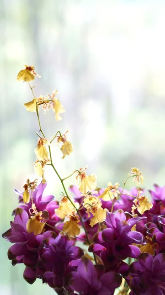 Orquídea amarillo y púrpura — Foto de Stock