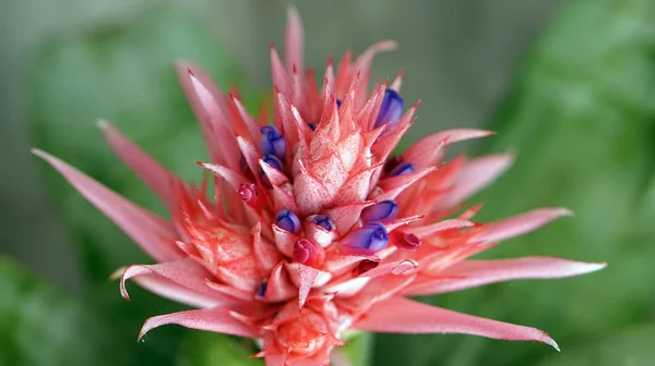 Bromélia flor — Fotografia de Stock