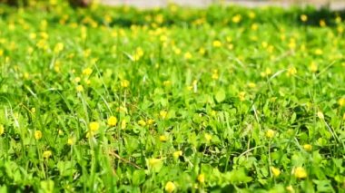 Sarı cosmos çiçek sahada kelebek