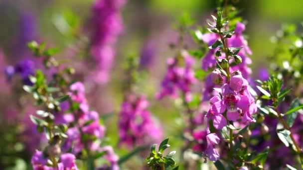 Violette Blütenpflanzen auf einem Feld — Stockvideo