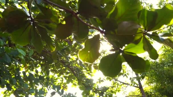 Solen lyser igenom trädet lämnar bilden skott — Stockvideo