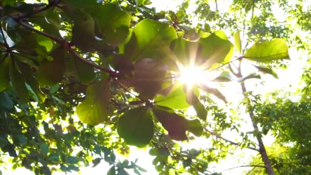 Sol brilhar através de folhas de árvore slide shot — Vídeo de Stock
