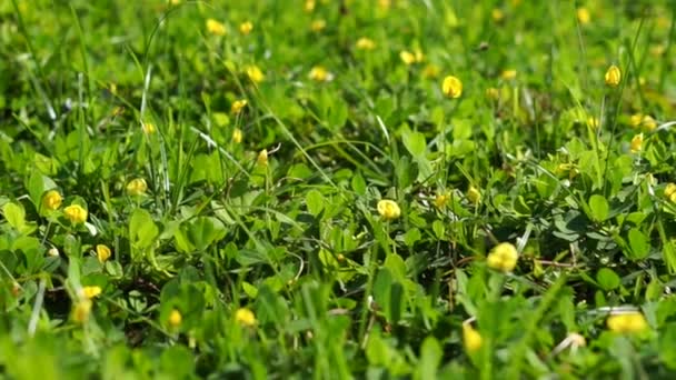 Farfalla sul campo di fiori del cosmo giallo — Video Stock