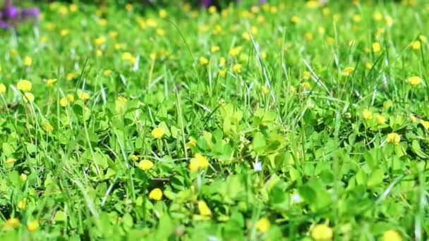 Papillon sur champ de fleurs cosmos jaune — Video