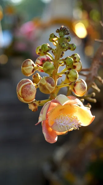 Couroupita guianensis, flor de árvore de canhão — Fotografia de Stock