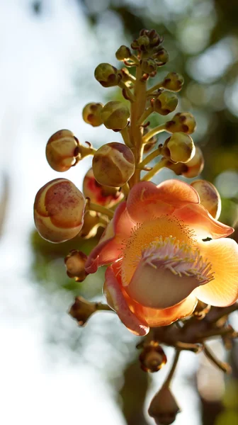 Couroupita guianensis, flor de árvore de canhão — Fotografia de Stock