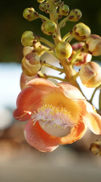 Couroupita guianensis, kanonkula trädet blomma blomma — Stockfoto