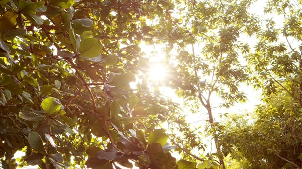 Sfondo verde con luce solare — Foto Stock