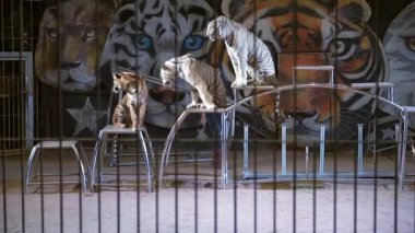 Güzel beyaz kaplan gösteri