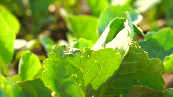 Green organic vegetable garden farm — Stock Video