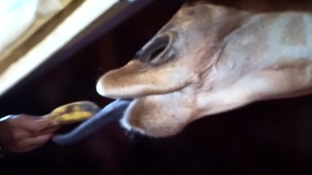 Main du touriste Nourrir la girafe 