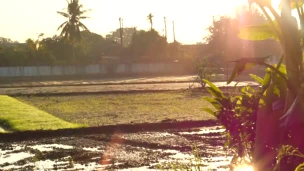 Рисовое поле в Таиланде — стоковое видео