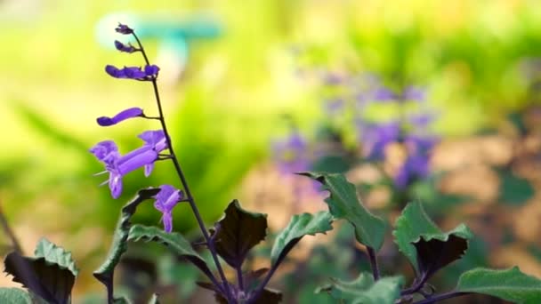 Μοβ λουλούδια σε ένα χωράφι — Αρχείο Βίντεο