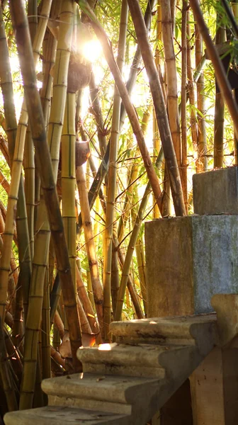 Bosque de bambú dorado con escalera de hormigón — Foto de Stock