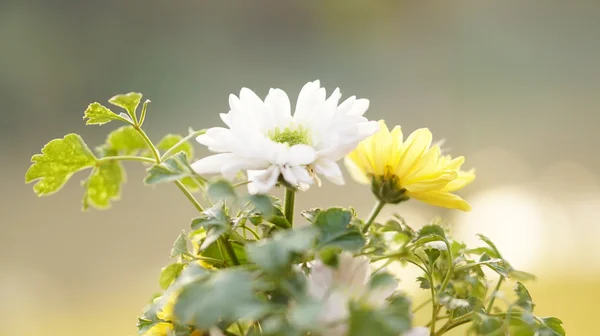 Vita och gula blommor — Stockfoto