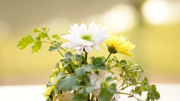 Bílé a žluté květy — Stock fotografie