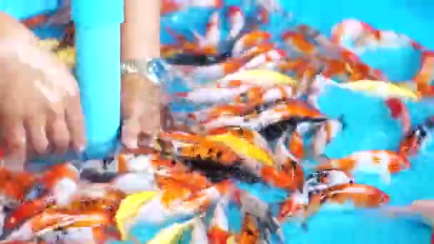 Rengöring karp fisk sälja grop. — Stockvideo
