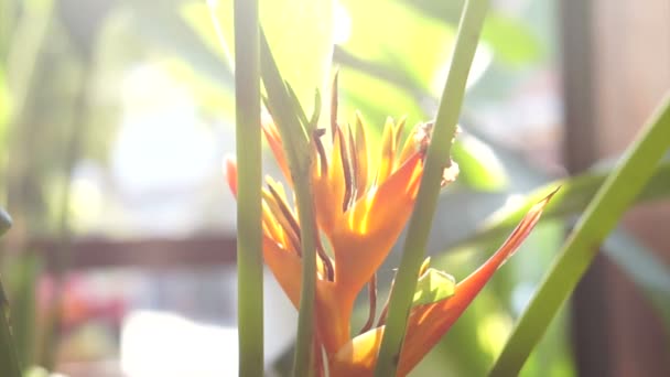 Πουλιά του παραδείσου λουλούδια με μυρμήγκια — Αρχείο Βίντεο
