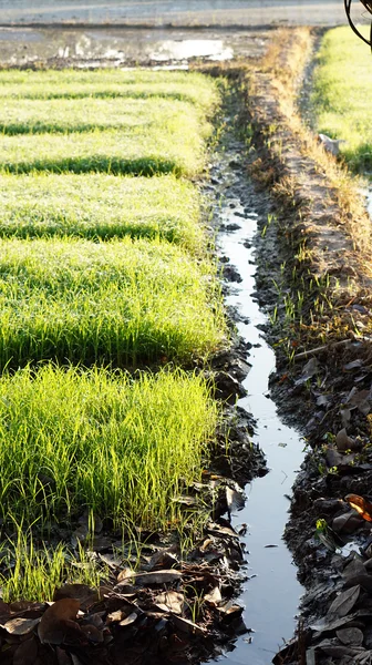 Ris fält och vatten channal — Stockfoto