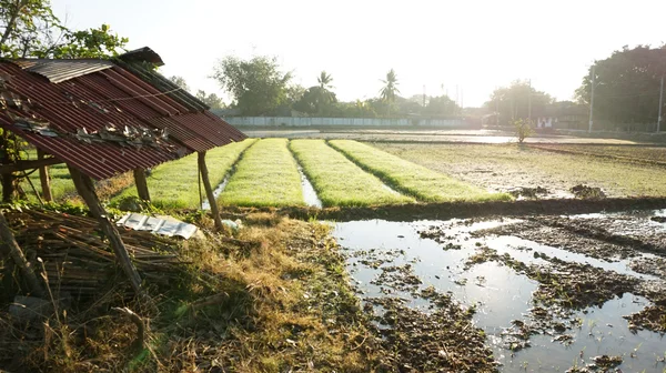 Champ de riz et canal d'eau — Photo