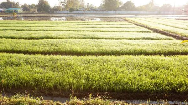Rijst veld en water channal — Stockfoto