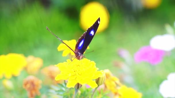 Schmetterling thront auf gelber Blume — Stockvideo