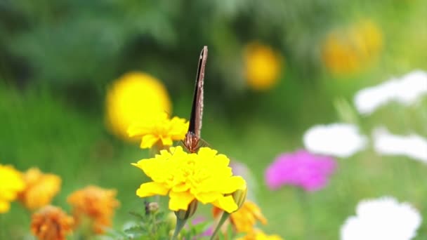 Schmetterling thront auf gelber Blume — Stockvideo