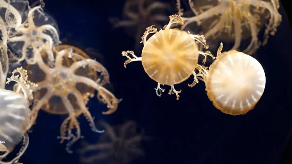 Dangerous jellyfishes in ocean — Stock Photo, Image