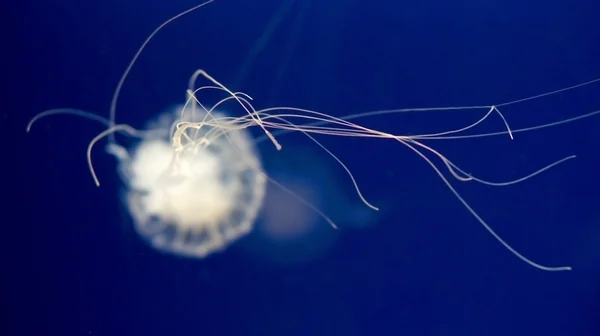 Beautiful jellyfish in ocean — Stock Photo, Image