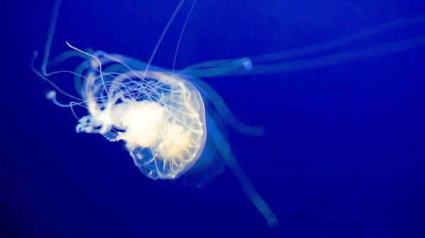 Beautiful jellyfish in ocean — Stock Photo, Image