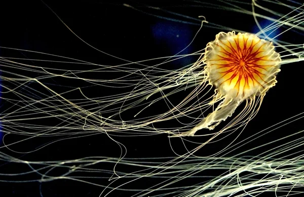 Medusas iluminadas en el océano, criatura hermosa y peligrosa Medusas de brújula (Chrysaora hysoscella) — Foto de Stock