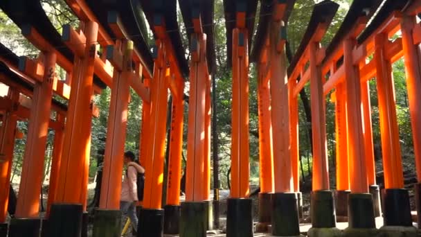 Torii puerta roja en templo de Fushimi Inari santuario — Vídeo de stock