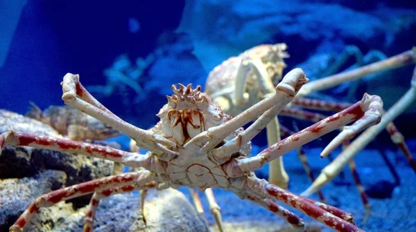 Live alaskan king crab — Stockfoto