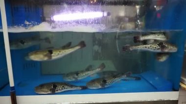 Fugu, kirpi balığı, kirpi balığı, suşi için kirpi balığı akvaryumda yüzer.