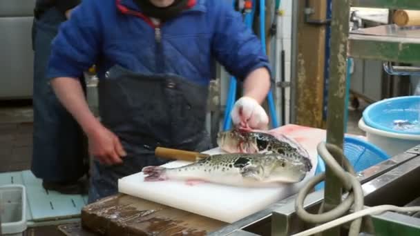 Chef-kok bereidt porcupine vis sashimi — Stockvideo