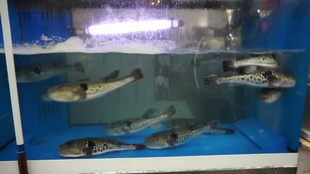 Fugu, puffer fish, blowfish, porcupine fish for sashimi live swimming in tank — Stock Video