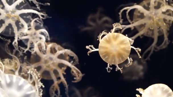 Group of jellyfish in blue sea — Stock Video