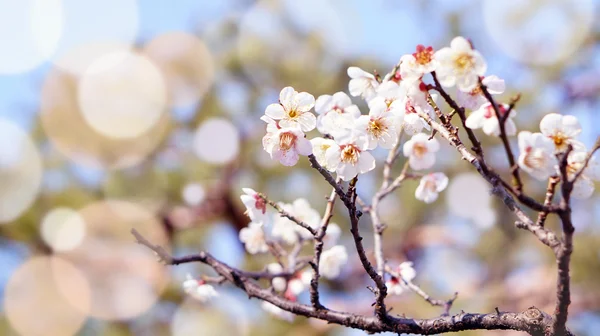 Fleurs de prunier au Japon — Photo